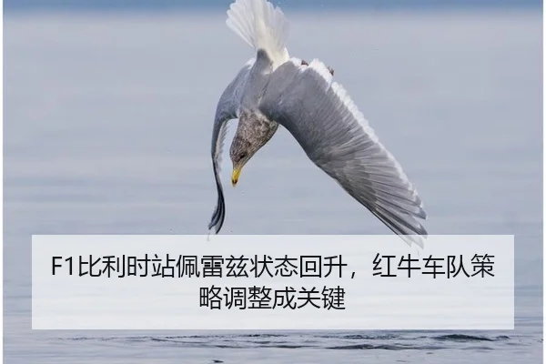 bi-li-shi-zhan-pei-lei-zi-zhuang-tai-hui-sheng-hong-niu-che-dui-ce-lve-tiao-zheng-cheng-guan-jian-3-804.jpg